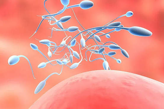 就为了想生个儿子就去做试管婴儿助孕、为了生儿子做试管婴儿吗